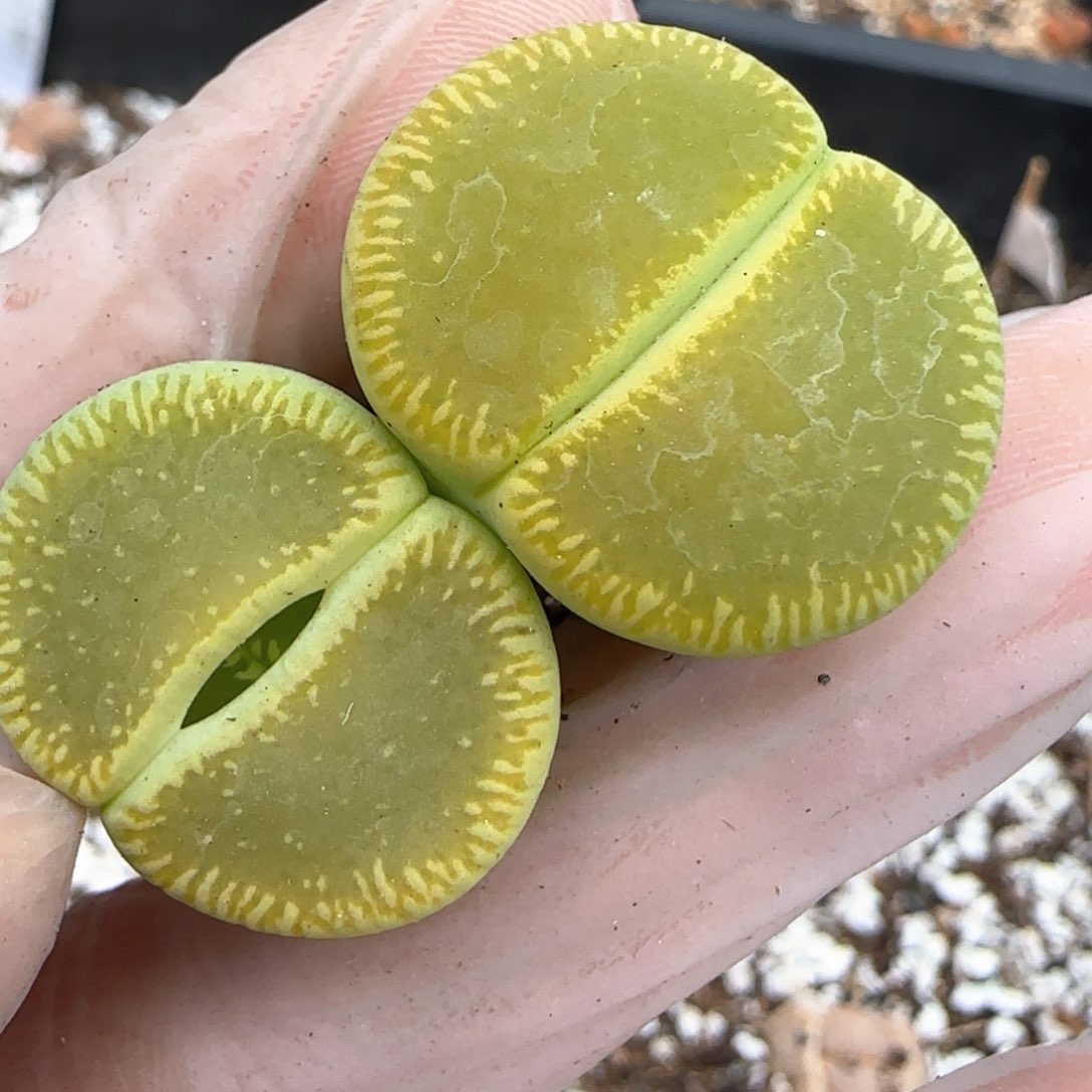 不****子3.13。绿光阳*2。5030