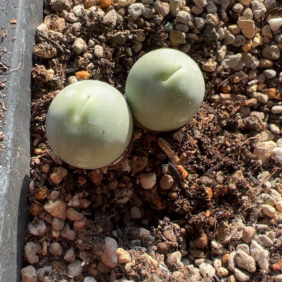 量拍双头大鸽子蛋一颗