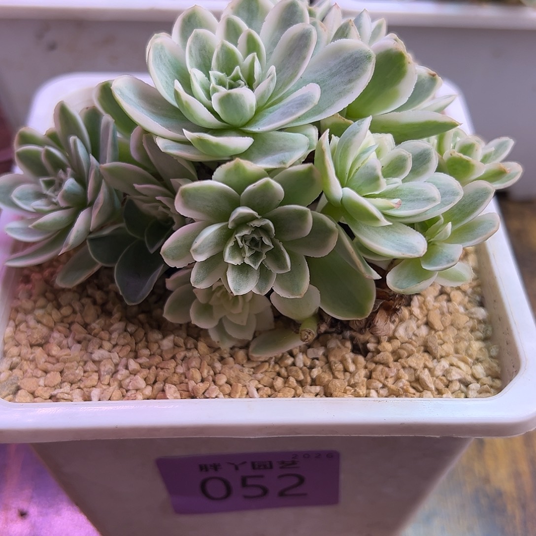 C***S山地玫瑰锦秋夕052号