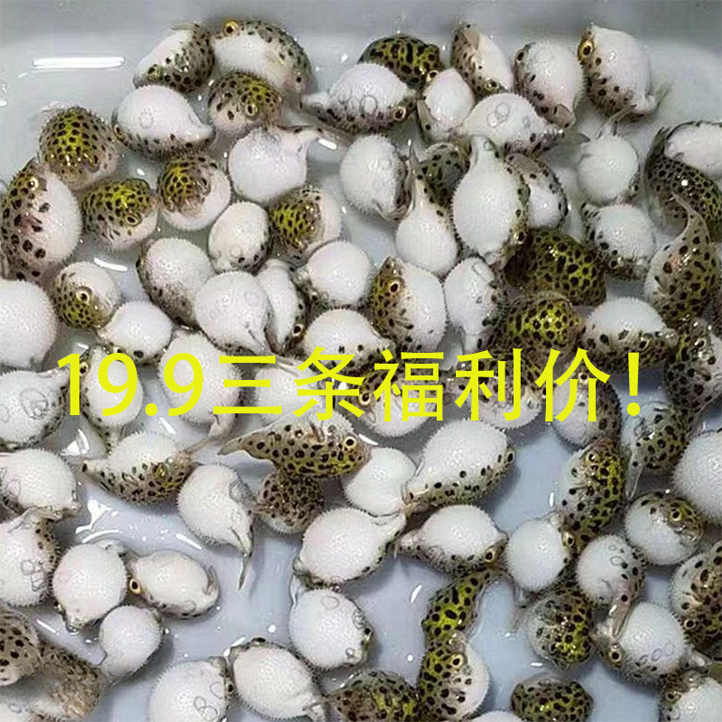 金娃娃潜水艇小河豚鱼活体观赏鱼招财金宝小金童生气鼓肚子宠物鱼