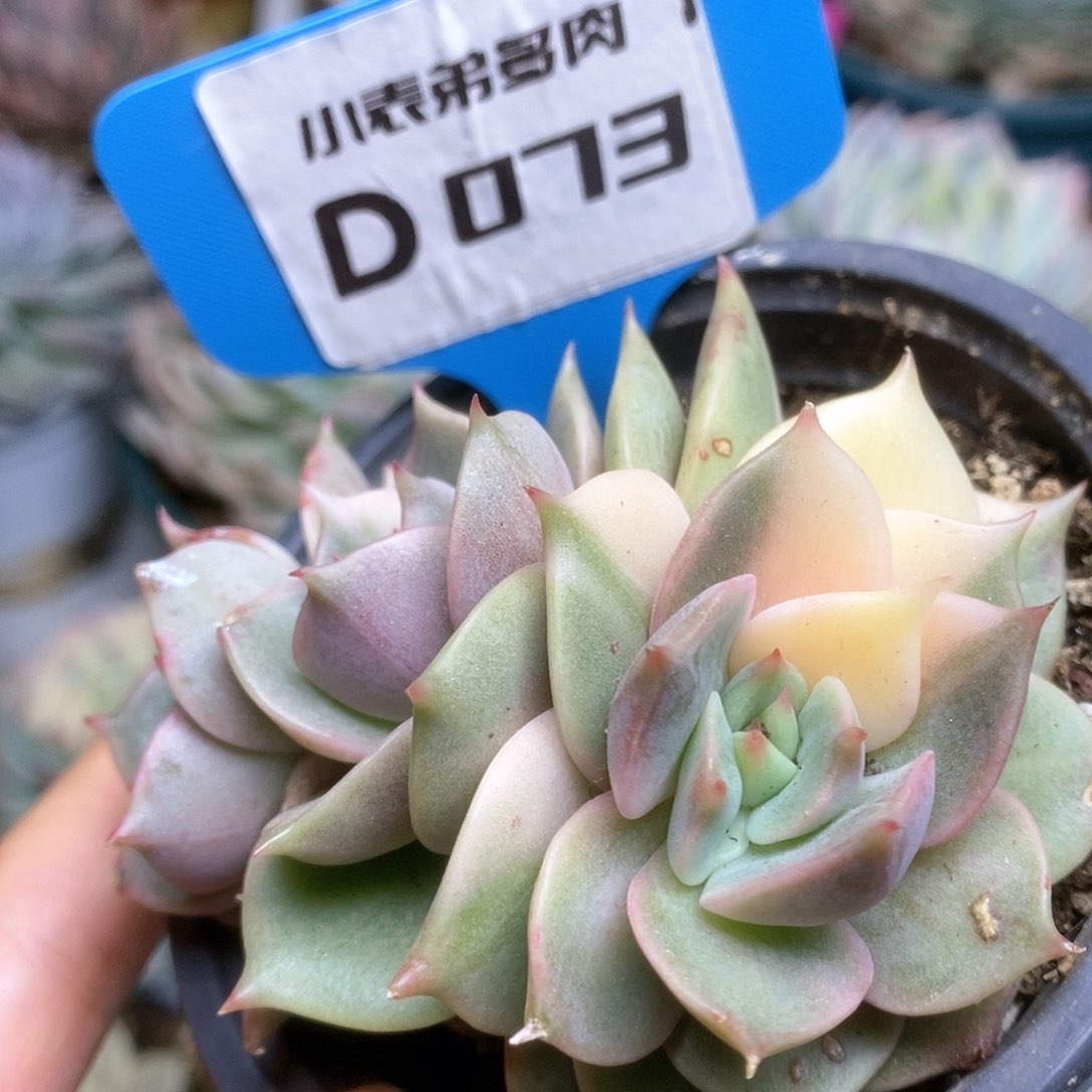 D073贝加尔湖锦锦锦