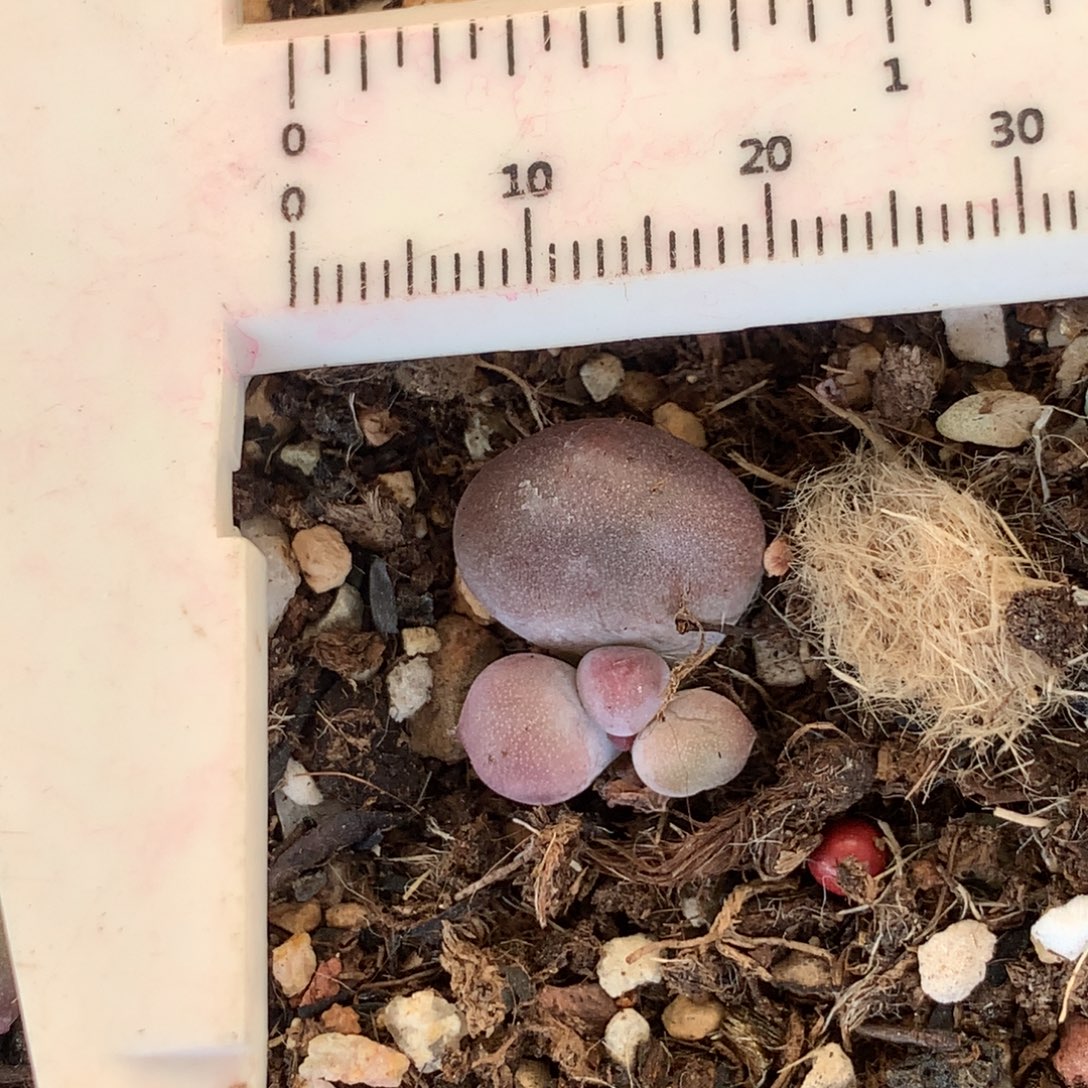 黄金鸡蛋大叶奶 不满28发到付 发一片叶  526