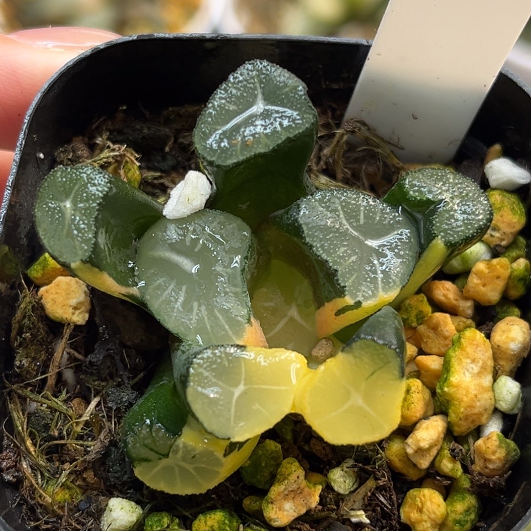 14玉龙万象锦fulizhuanc