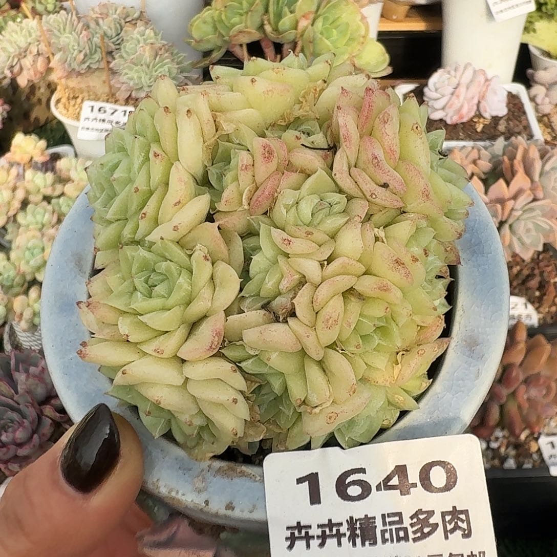 1640一物一拍（满28包邮）