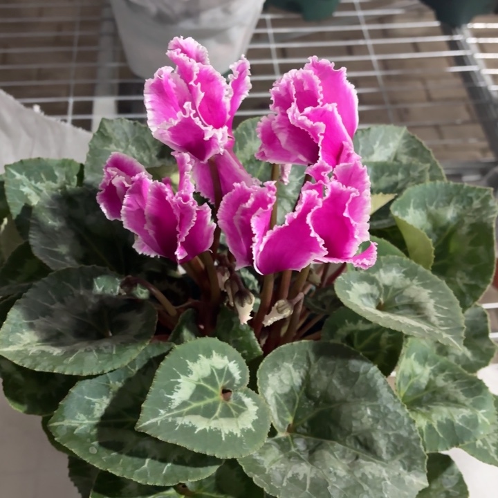 全部花苞1.5加仑紫白变仙客来