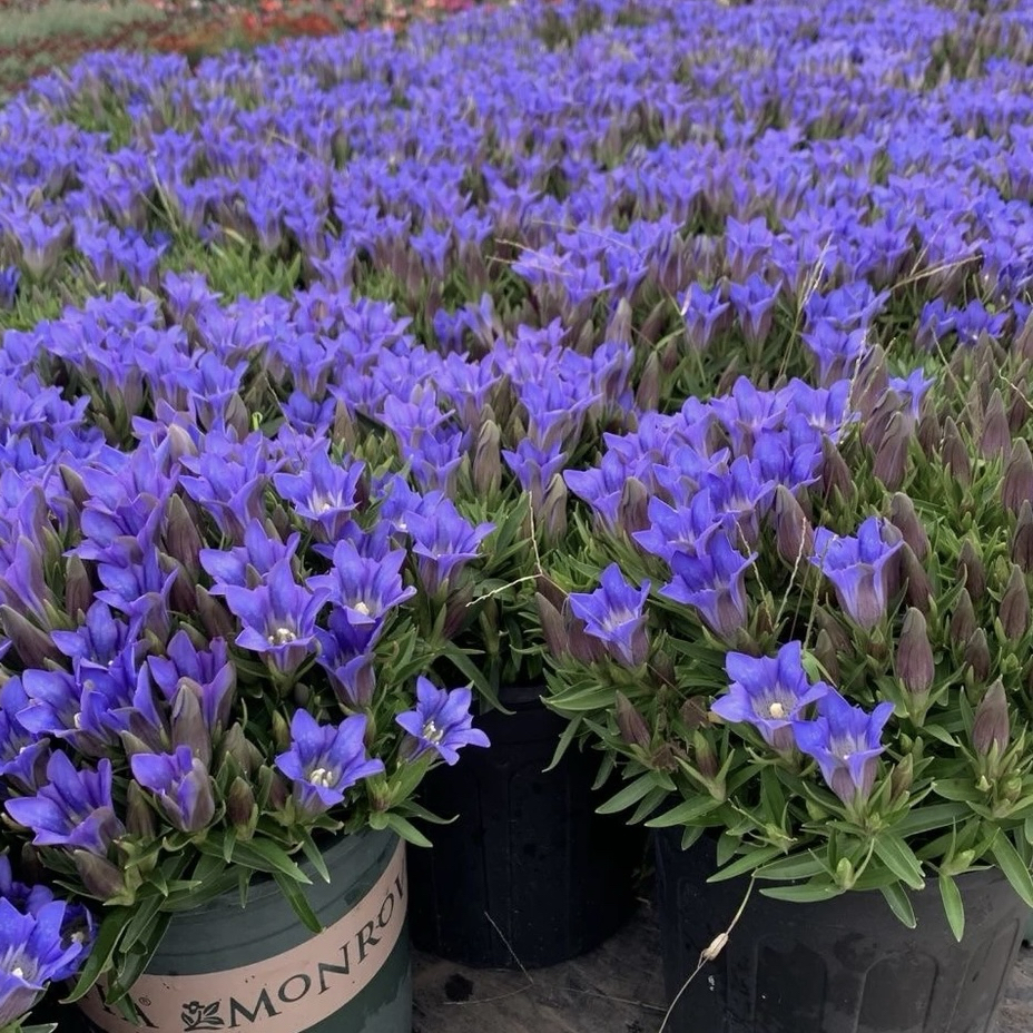 龙胆花盆栽 海洋之心 蓝色多年生耐热耐寒宿根室外地被植物好养