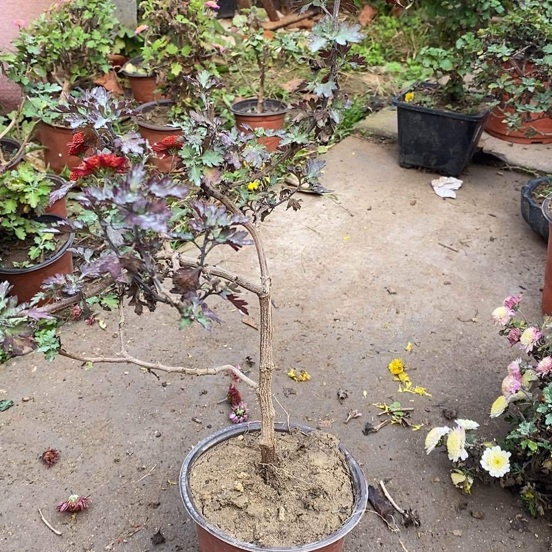 落***怀完全开放菊花菊花