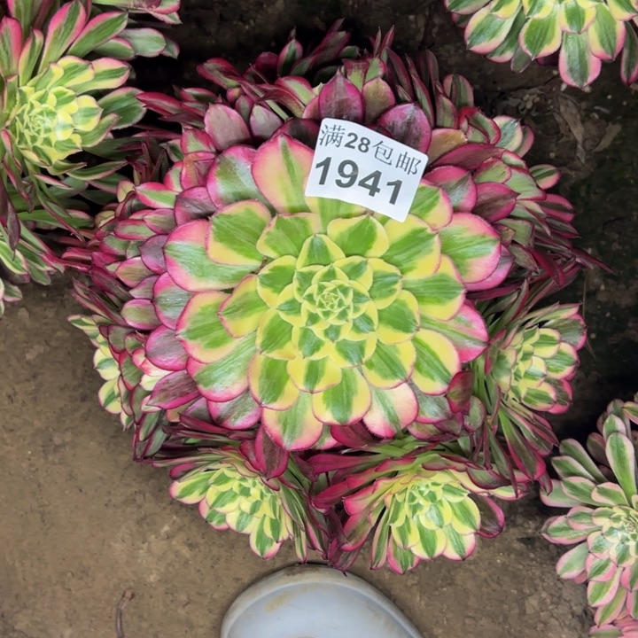 1941天和多肉植物