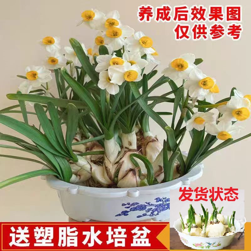 【带芽发货】精品水仙花种球室内水培花卉绿植简单易活