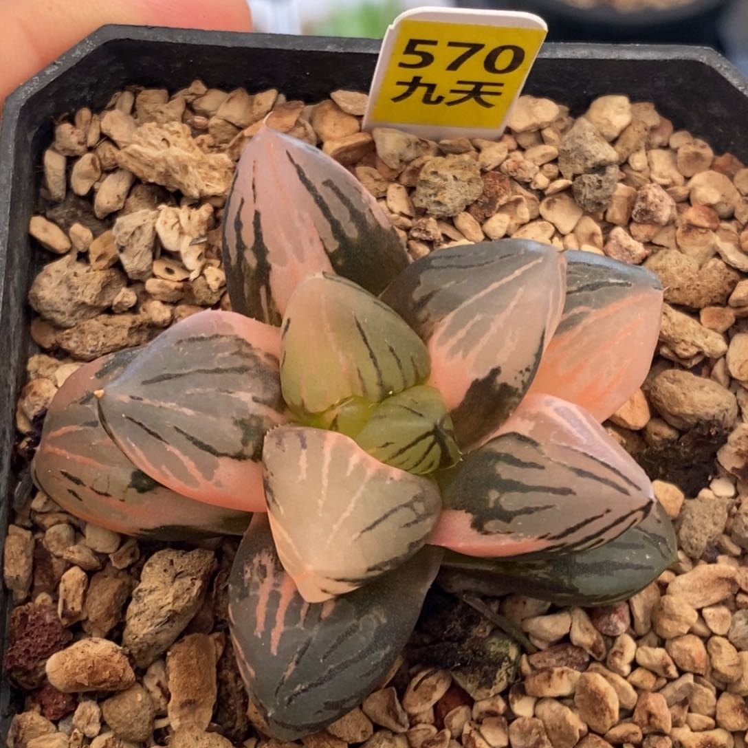 570号玉潭寿带盆无根