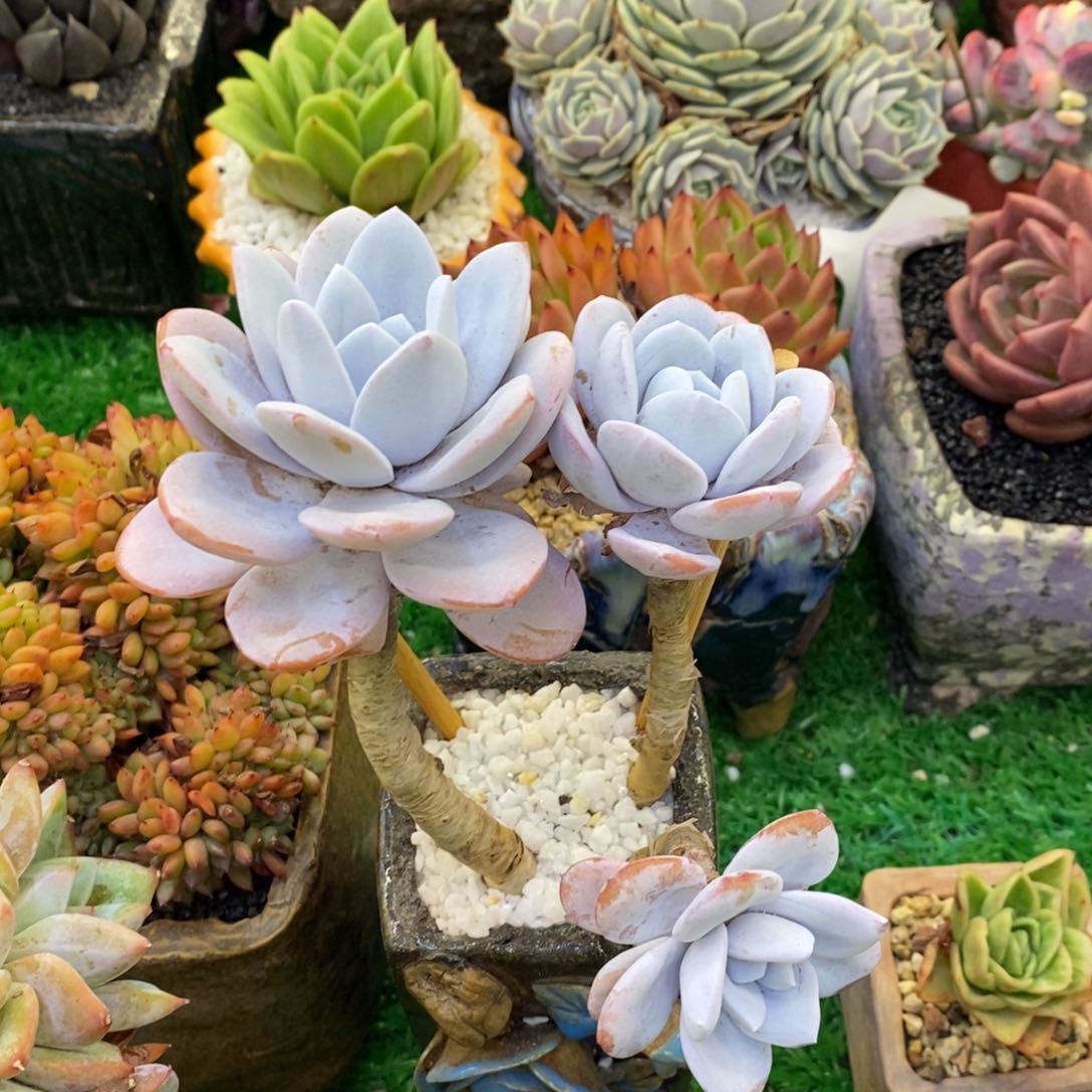 抗****克抗风的皮夹克雪莲多肉植物