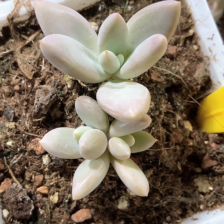 多肉植物哥特896