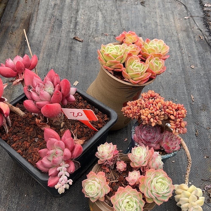 20一筐多肉植物脱土