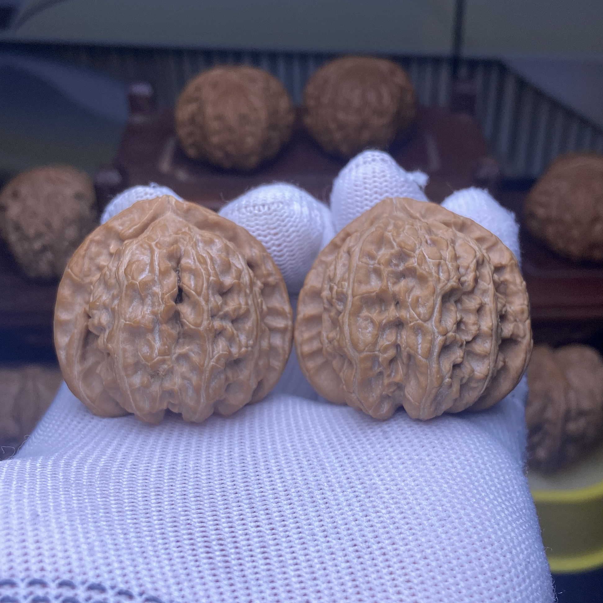 40全品三角白狮子头