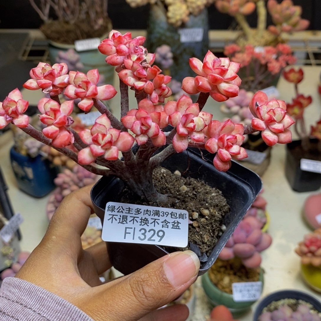 329探戈缀多肉7cm