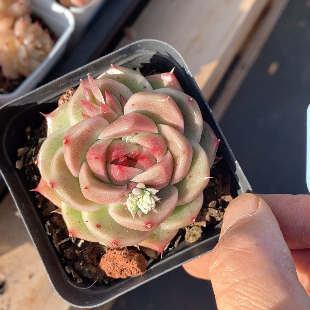 精品多肉一物一拍不包整92