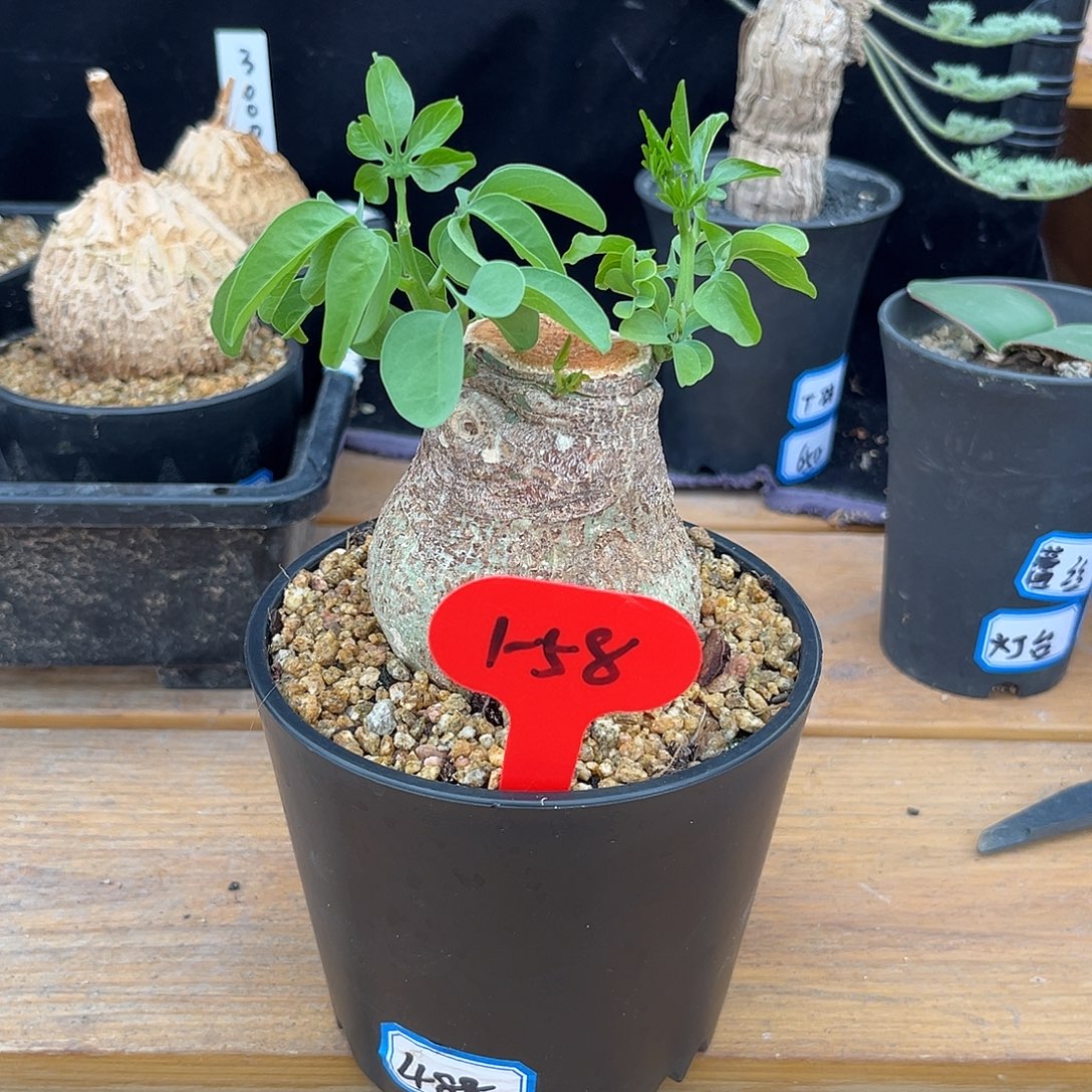风***影汤圆植物幻蝶蔓哈