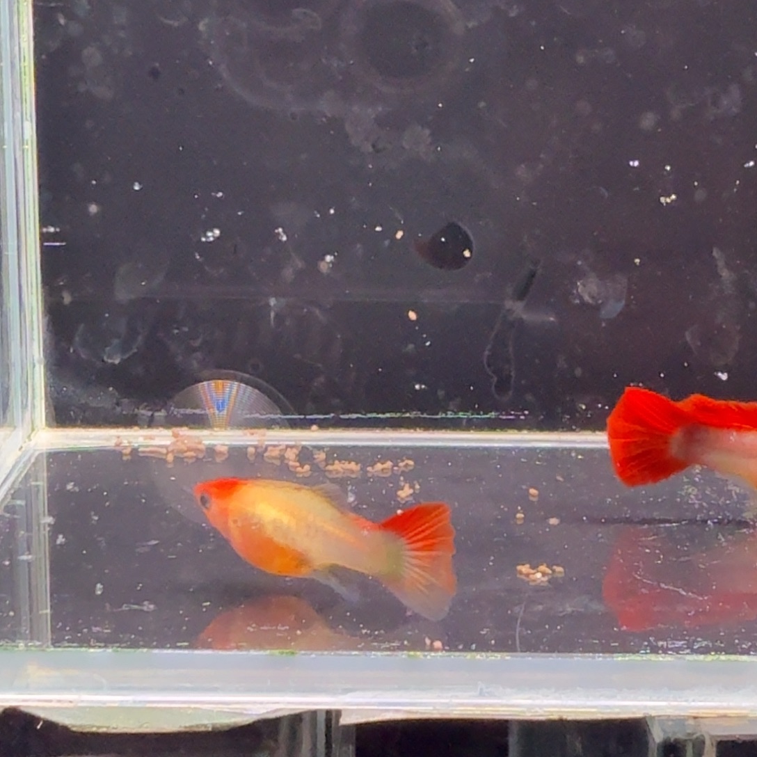 孔雀鱼深海蓝玻璃猫1对