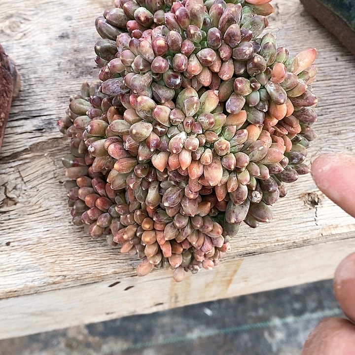 ?千代田多肉植物30-2