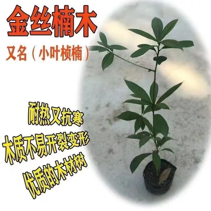 精选四川正宗金丝楠木小叶桢楠带土球包邮金丝楠木
