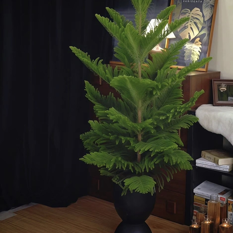 【送货上门】90-110cm南洋杉圣诞树高端绿植南洋杉网红室内客厅