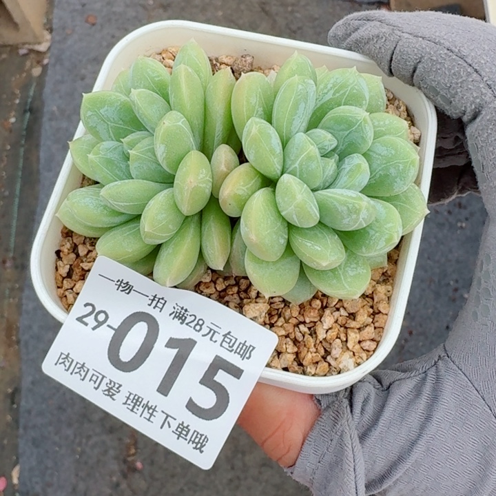 百达翡翠多肉多肉多肉植物多肉