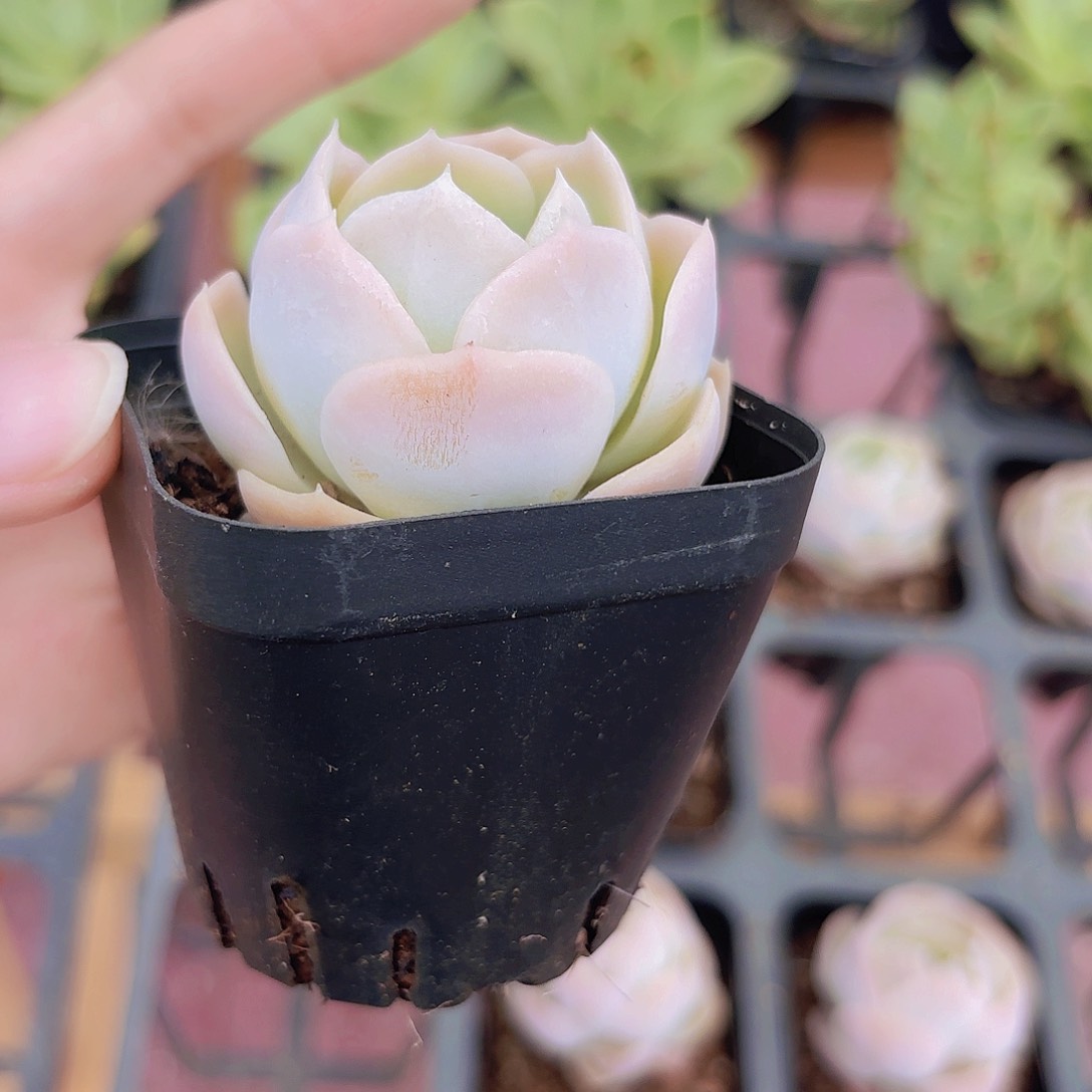 精品牡丹多肉植物