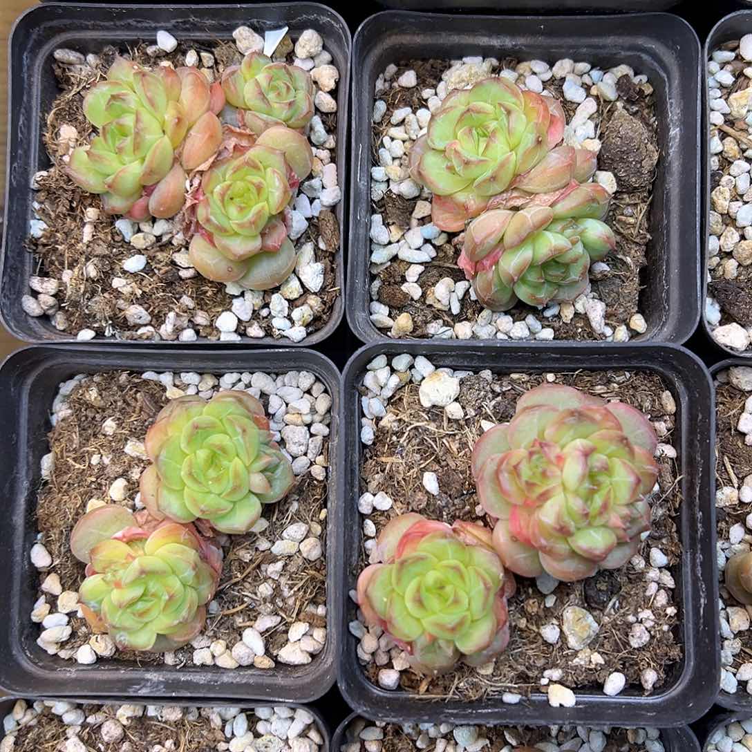 新品多头粉绿伊梦福利价