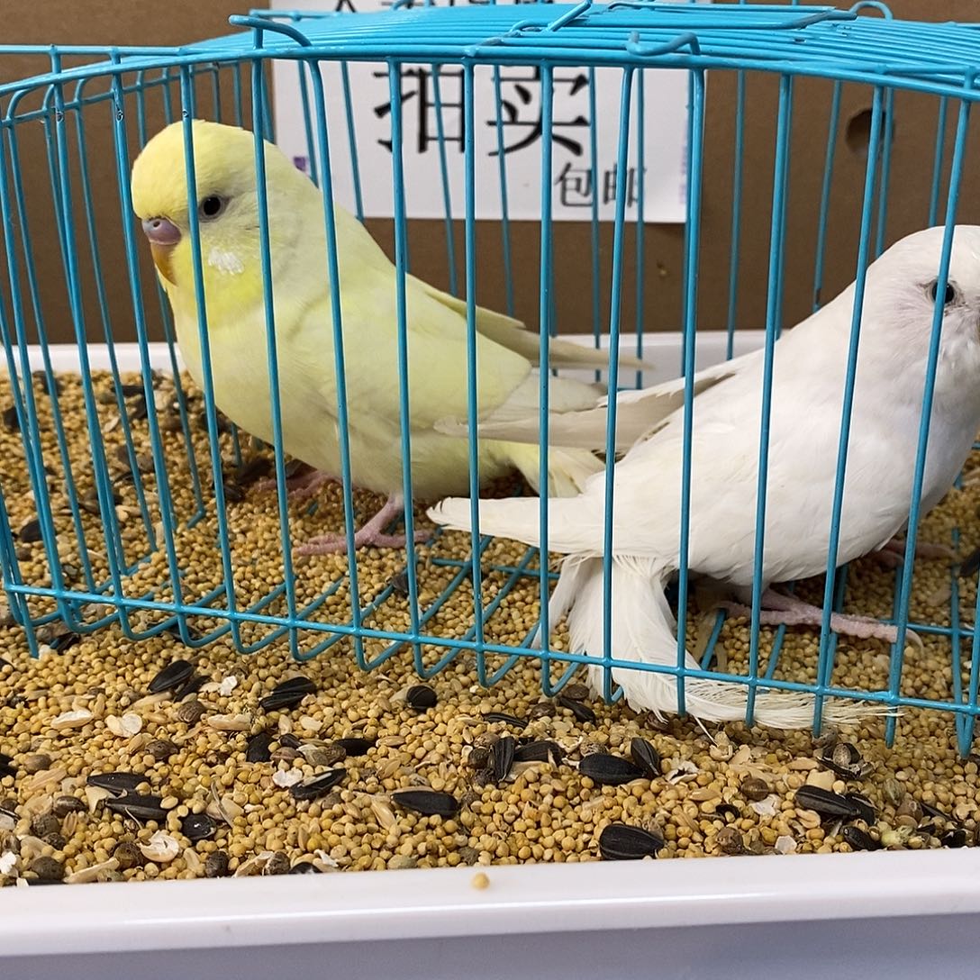 虎皮鹦鹉大头虎皮