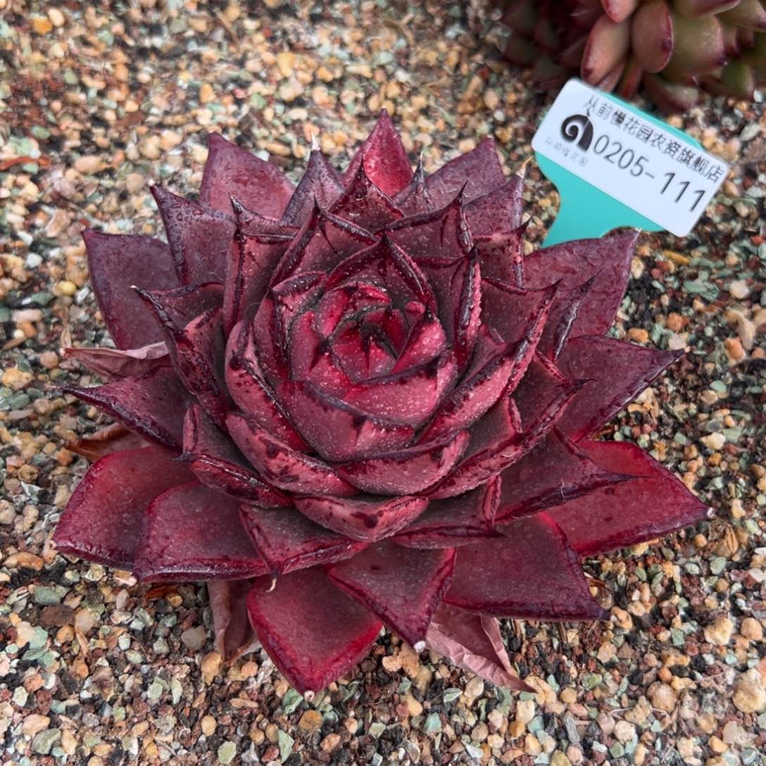 多肉一物一拍0205-111