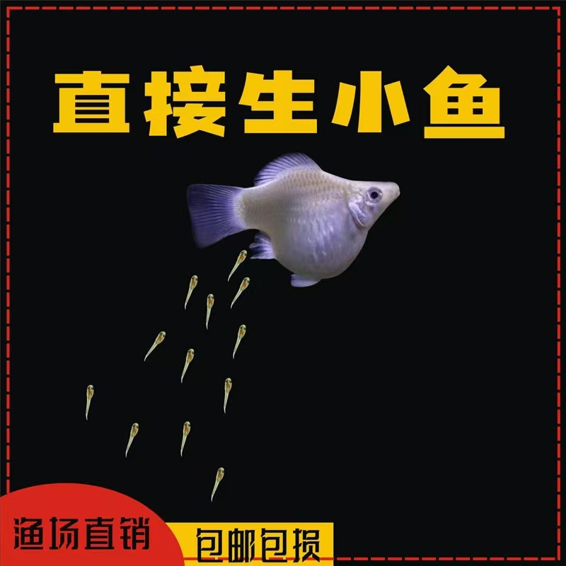 热带小型繁殖快好养胎生白玛丽球可混养好养观赏鱼好养耐活