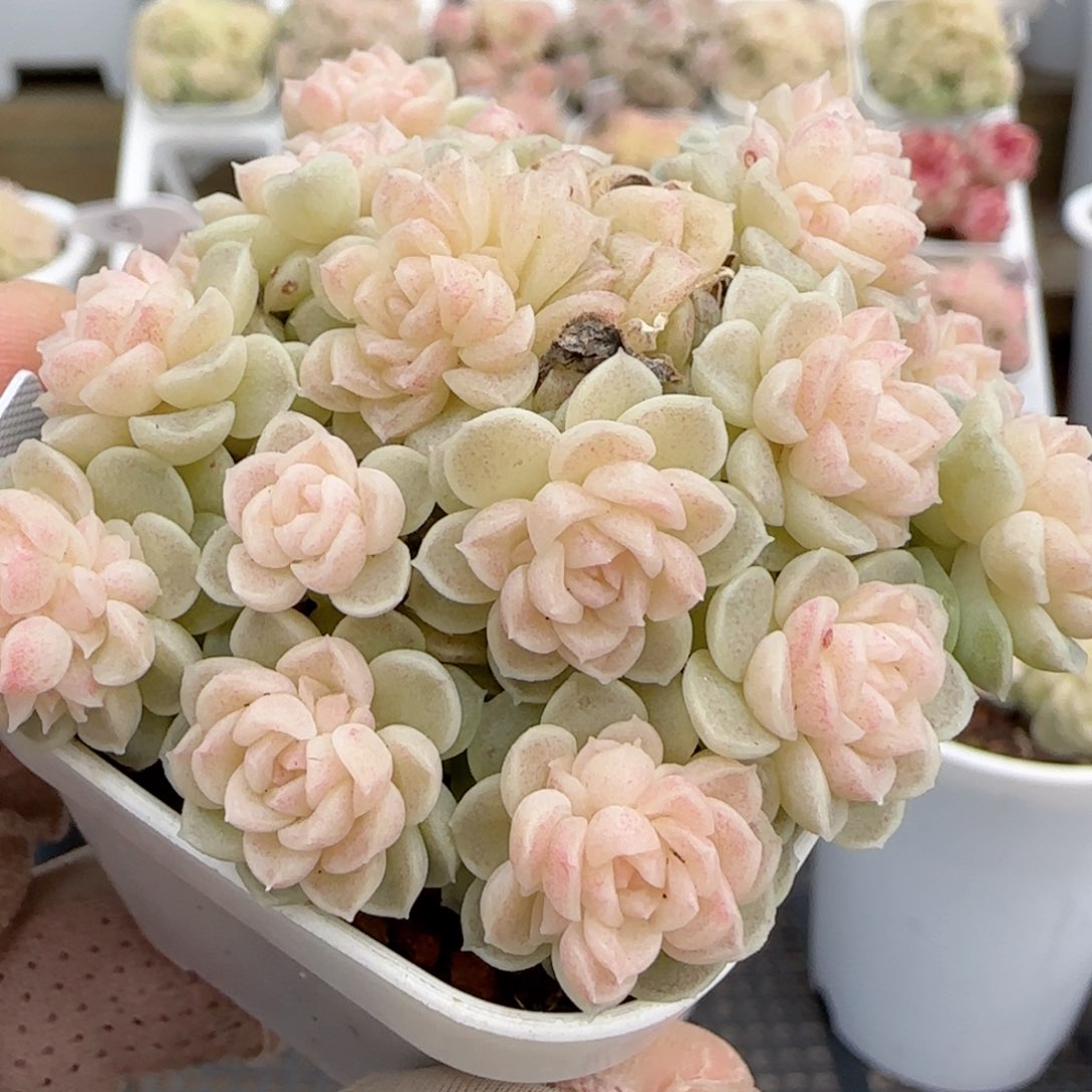 天*呆【闪购商品】0127-145（ht-11）