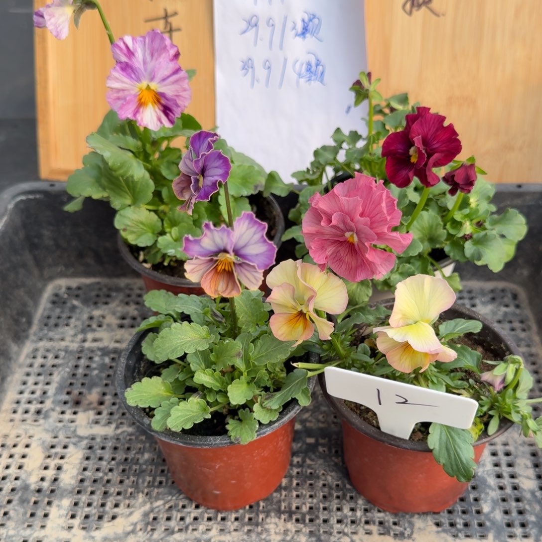 完全开放角堇小花12