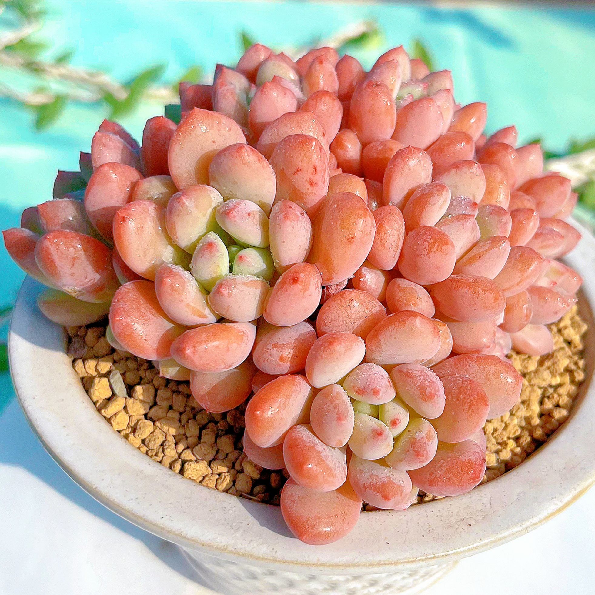 慢悠花房 赛尔达公主 精品多肉办公室阳台绿植园艺盆栽多肉