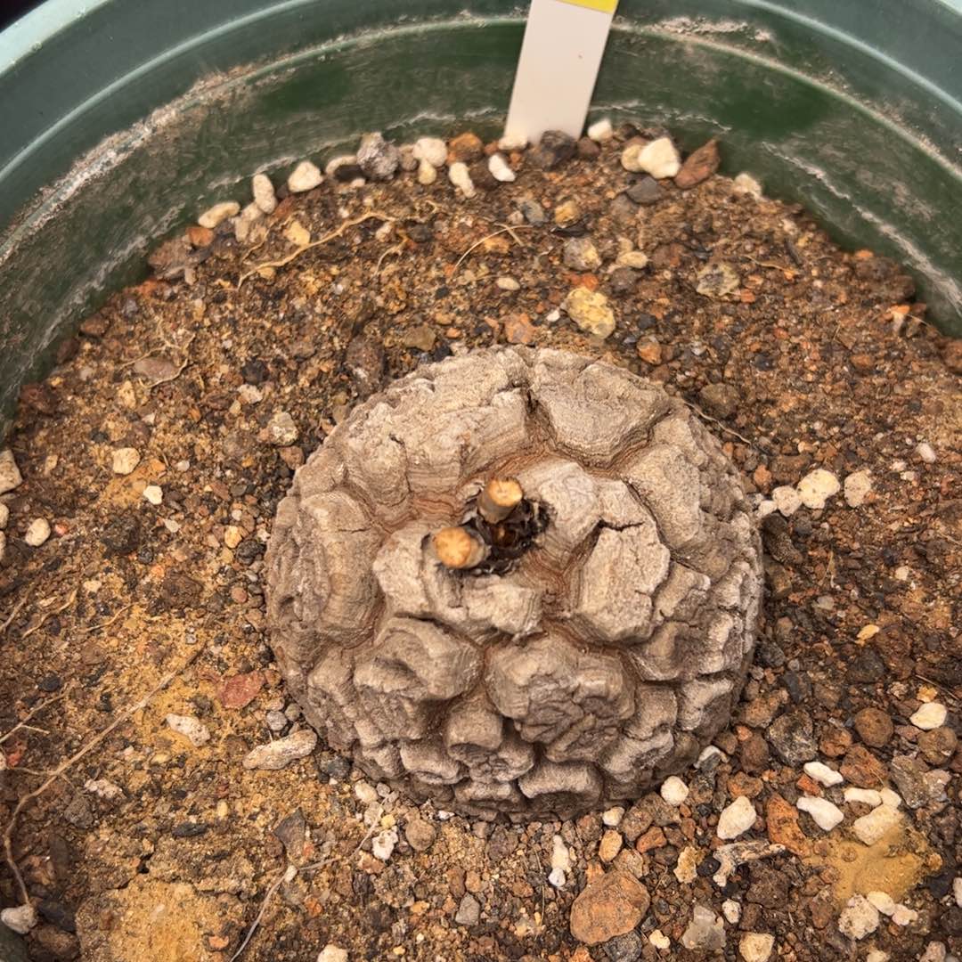 精品盆栽养定龟甲龙53号