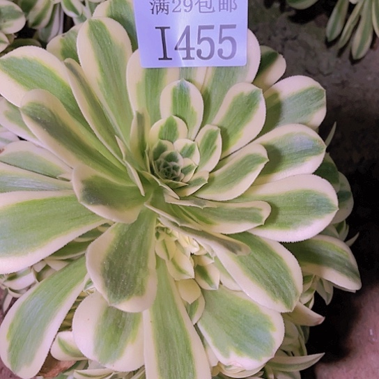 1455迈巴赫多肉植物
