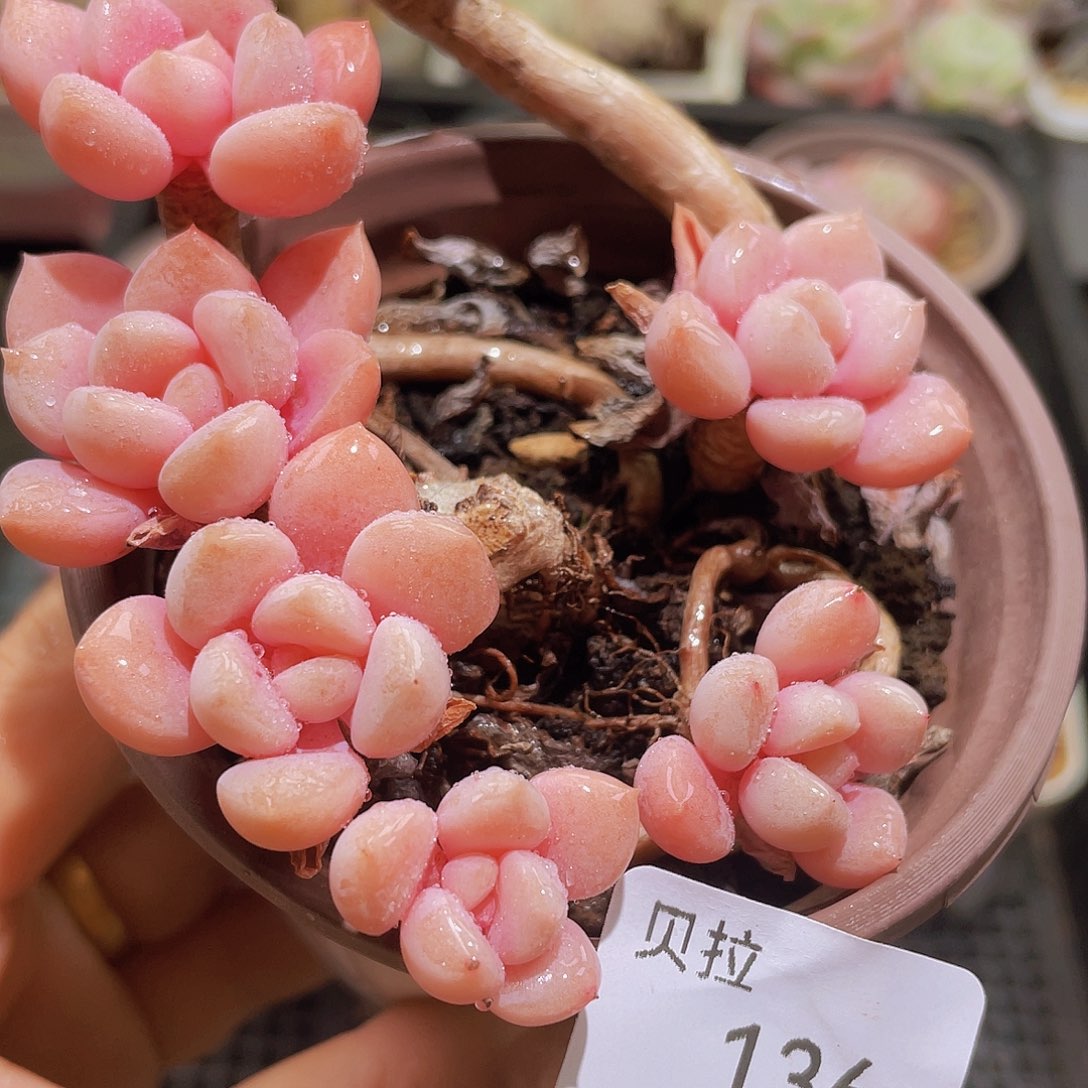 136不包整精品多肉一物一拍