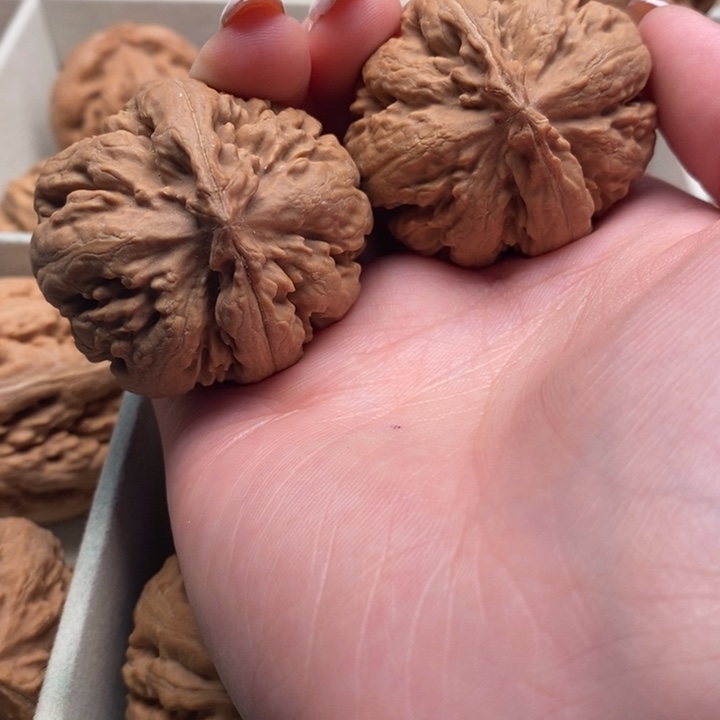 良***霸王龙全品无修一刀没动