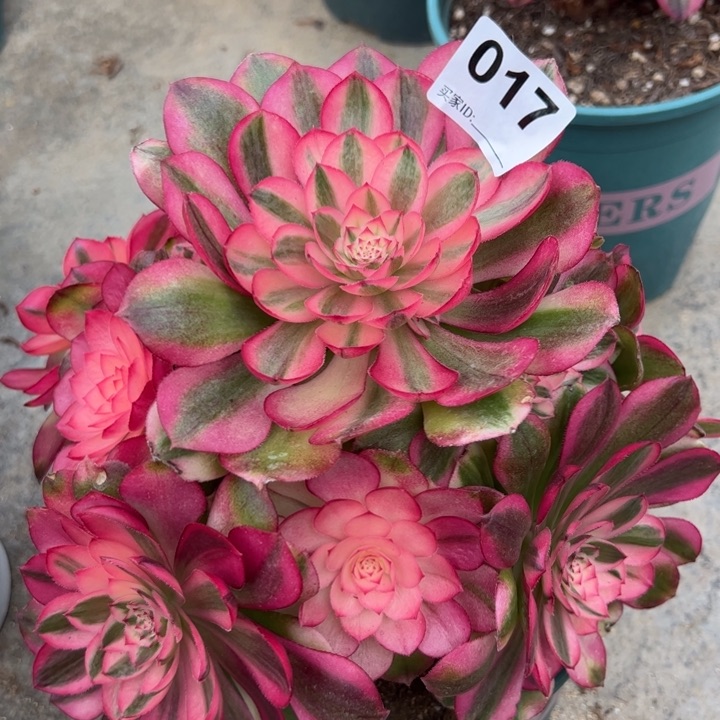 017荔枝22厘米左右