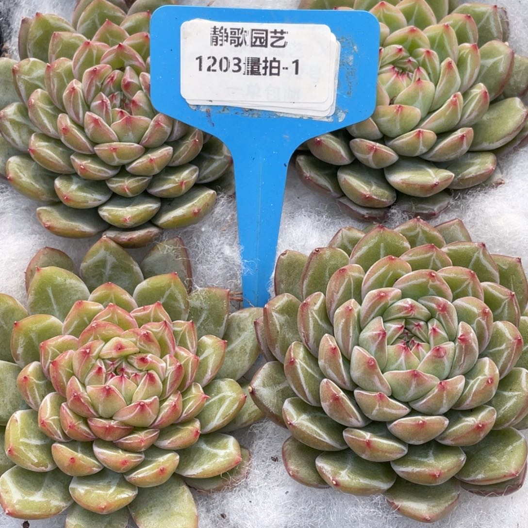 1203-1-雪花珍妮单头全