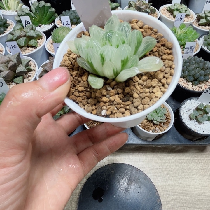 白斑玉露多肉植物6666