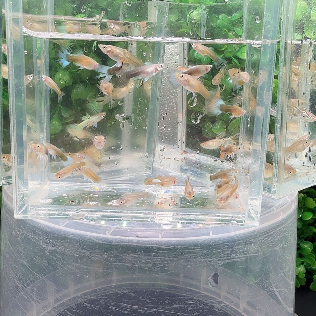 峰***海水鱼五彩礼服冠尾一缸