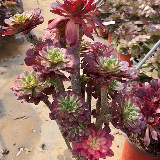 多肉植物嫁接法师30