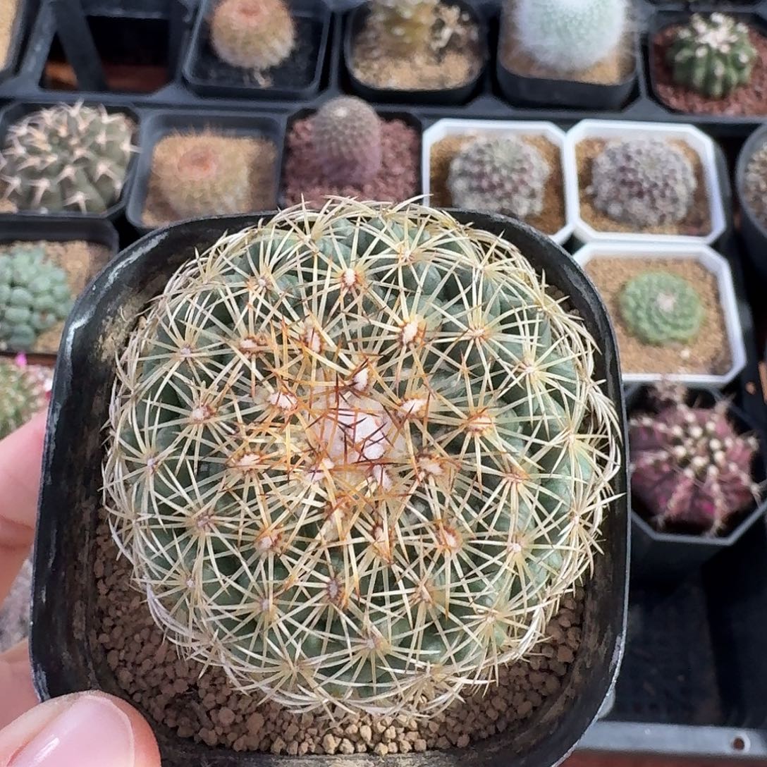 儒衣仙人球123456