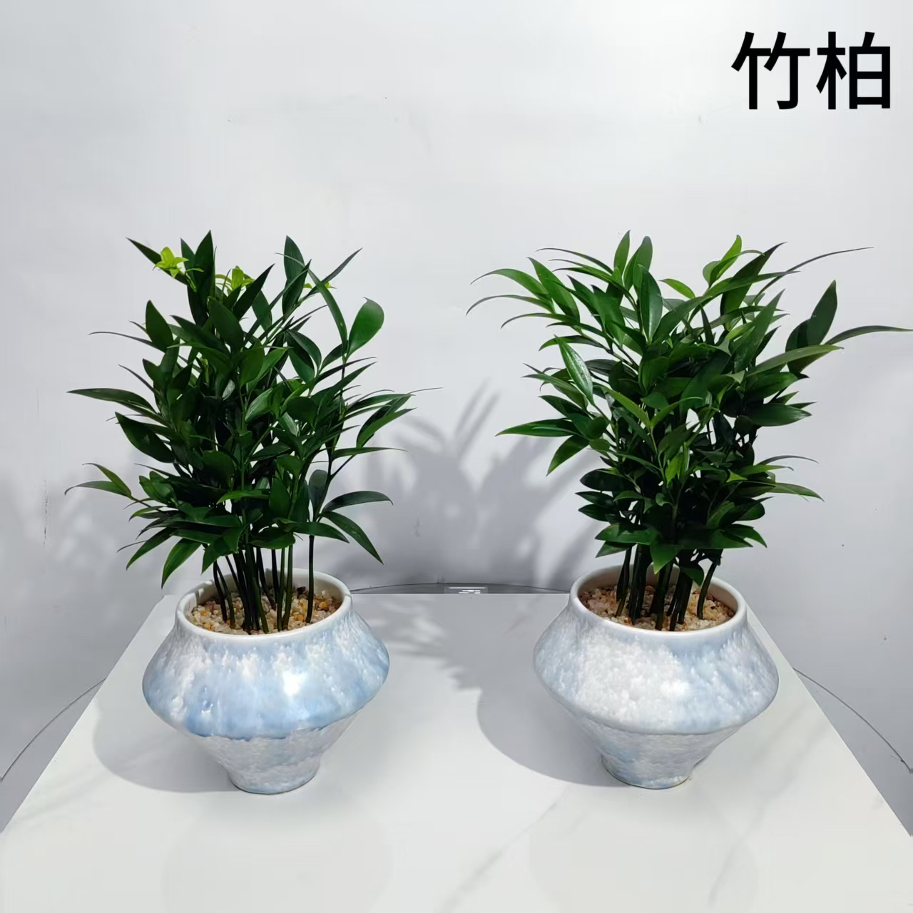 竹柏平安竹长寿竹瓷盆1盆