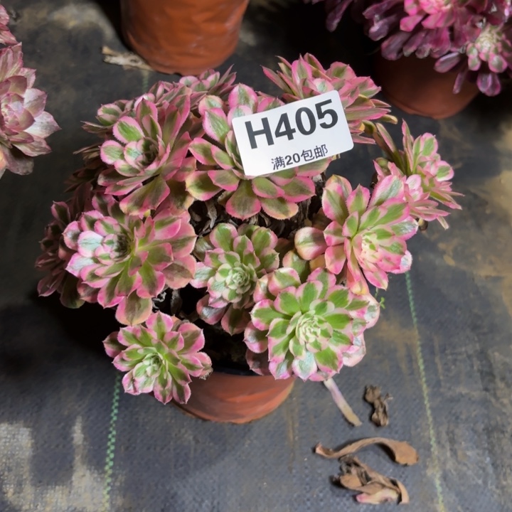 瑞妈，，。。。。405粉铜有断，