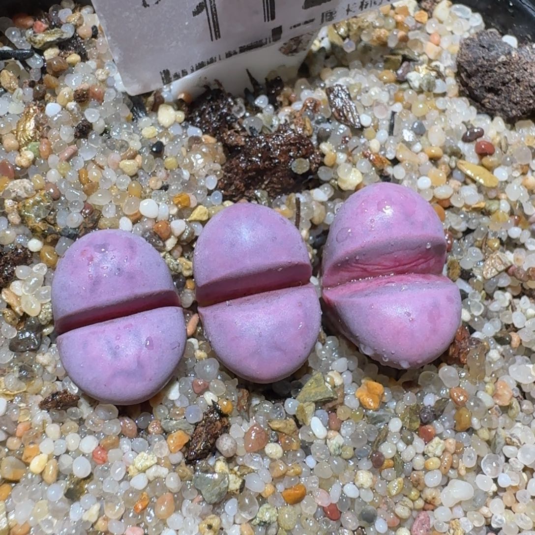 zzz美货便宜啦1122