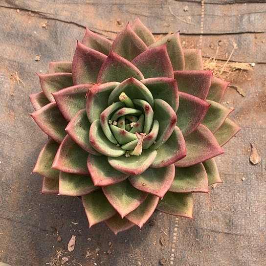 美肉特价活动开始了