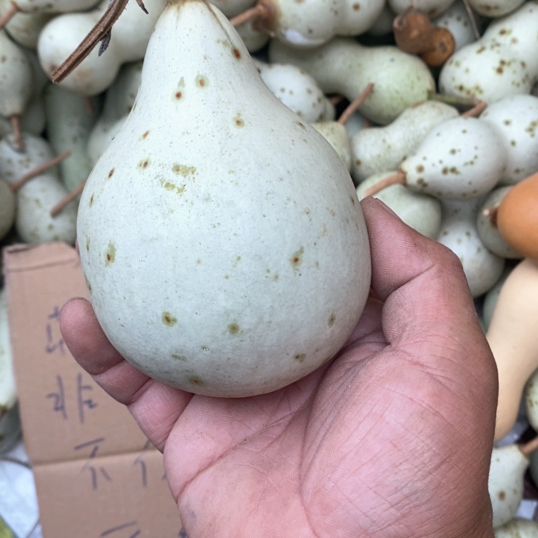 北****村文玩葫芦青皮葫芦