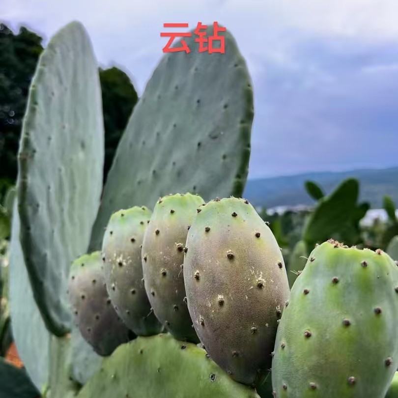 会泽县马路乡食用仙人掌云钻多肉植物